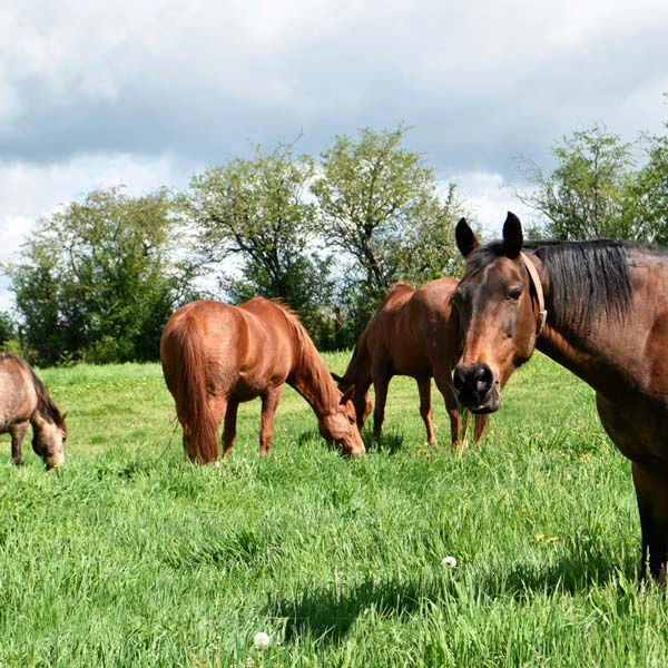 Pension pour chevaux à Saint-Ennemond, Allier
